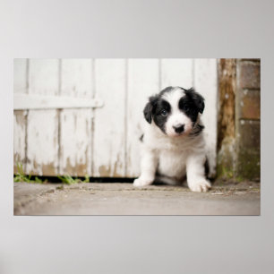 Border Collie Puppy Poster