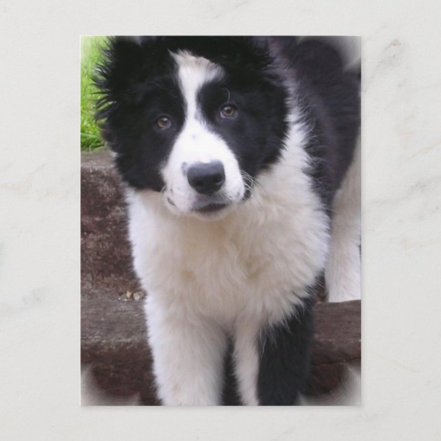 Border Collie Puppy Postkarte (Vorderseite)