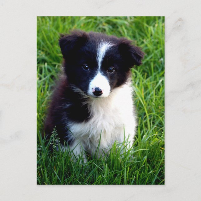 Border Collie Puppy Postkarte (Vorderseite)