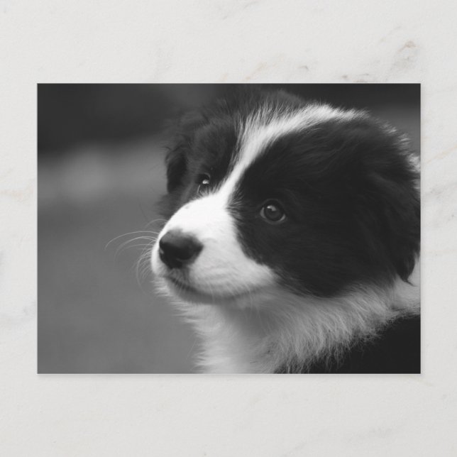Border Collie Puppy Postkarte (Vorderseite)