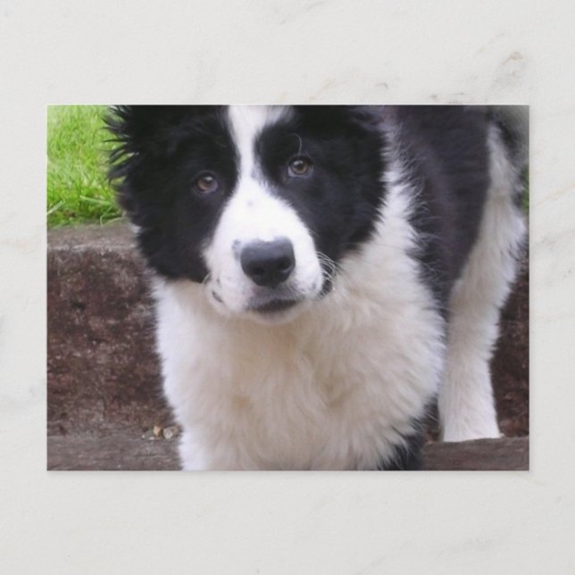 Border Collie Puppy Postkarte (Vorderseite)