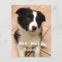 Border Collie Puppy wird gut Postkarte