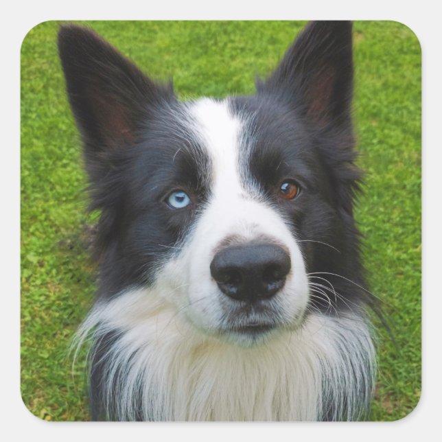 Border Collie Quadratischer Aufkleber (Vorderseite)