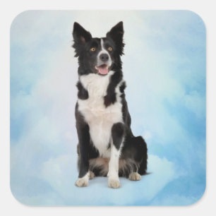 Border Collie Quadratischer Aufkleber