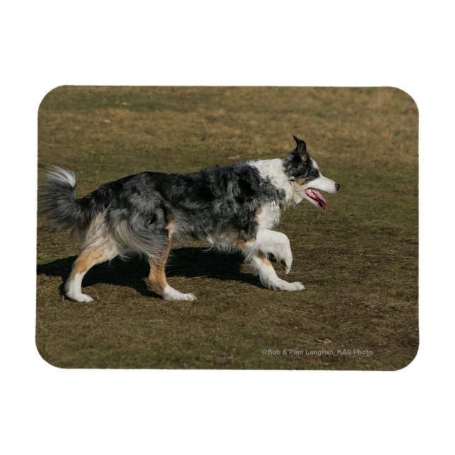 Border Collie Running 1 Magnet (Horizontal)