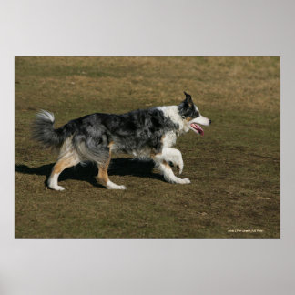 Border Collie Running 1 Poster