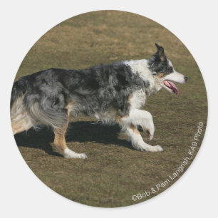 Border Collie Running 1 Runder Aufkleber