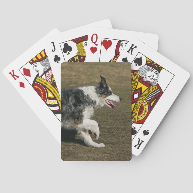 Border Collie Running 1 Spielkarten (Rückseite)