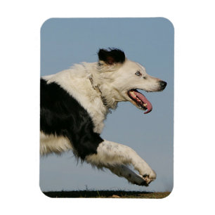 Border Collie Running 2 Magnet