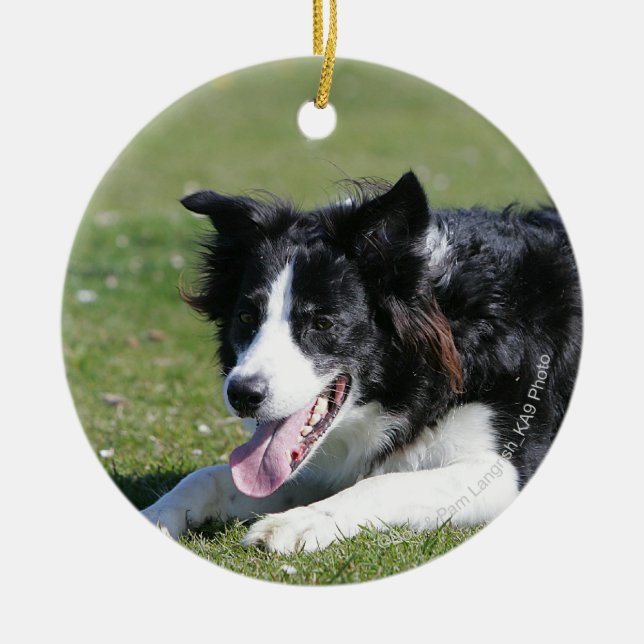 Border Collie schlüpfen Keramik Ornament (Vorne)