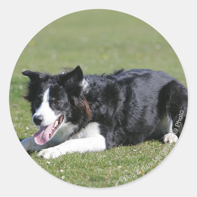 Border Collie schlüpfen Runder Aufkleber (Vorderseite)