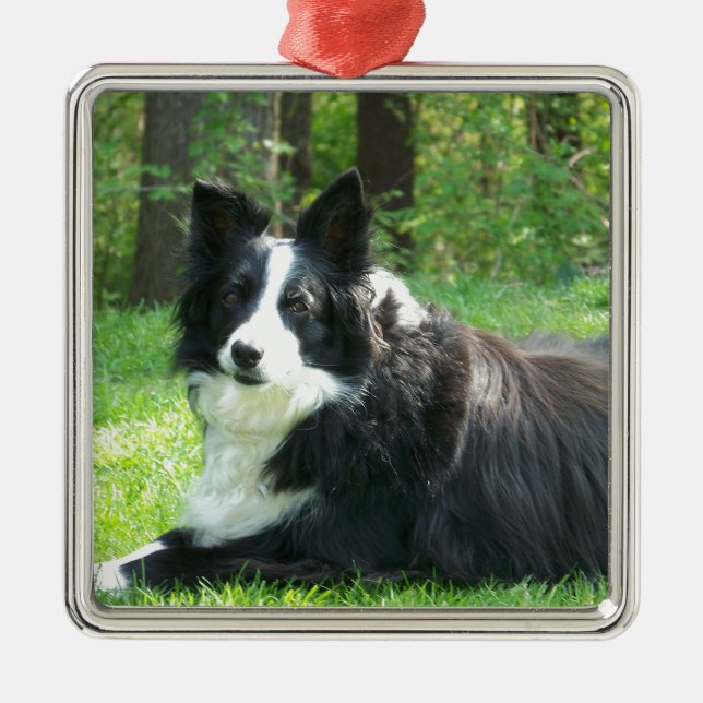 Border-Collie Silbernes Ornament (Vorne)