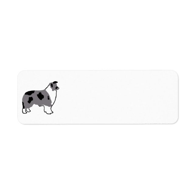 Border Collie silo blauer Merle und weiß (Vorne)