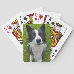 Border Collie Spielkarten