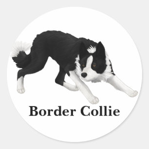 Border Collie Stare Runder Aufkleber