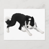 Border-Collie-Starren