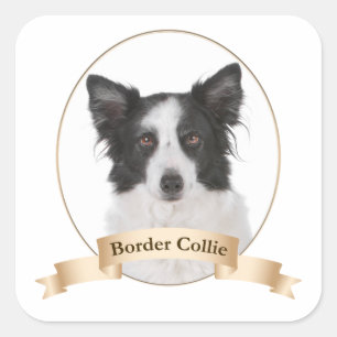 Border Collie Stickers