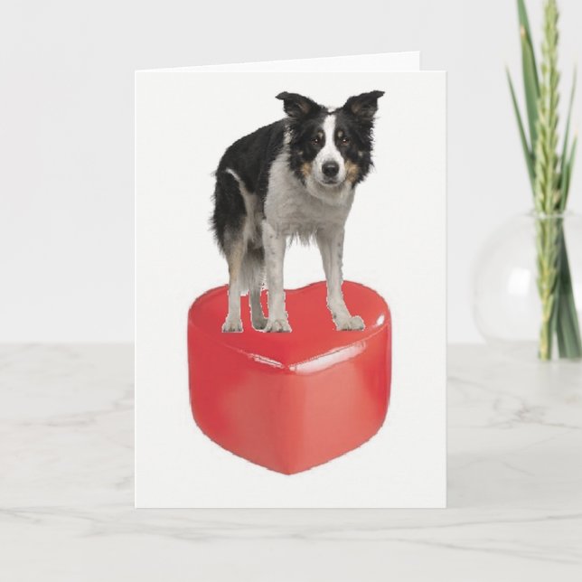 Border collie sur la carte de Saint-Valentin de (Devant)