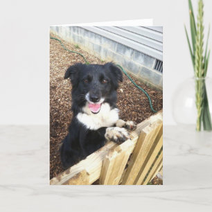Border Collie Tess~Photo Card Feiertagskarte
