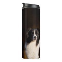 Border-Collie
