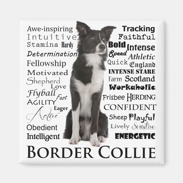 Border Collie Tracks Magnet (Vorne)