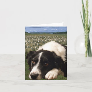 Border-Collie träumt Notecard Karte