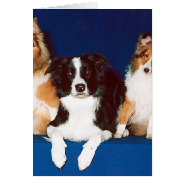 Border-Collie u. Shelties (Vorne)