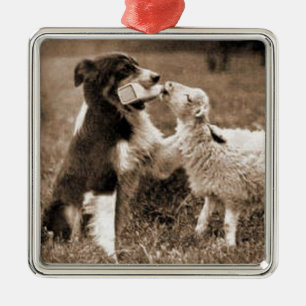 "Border-Collie und Lamm " ~Border Silbernes Ornament