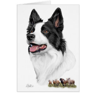 Border-Collie und Schafe