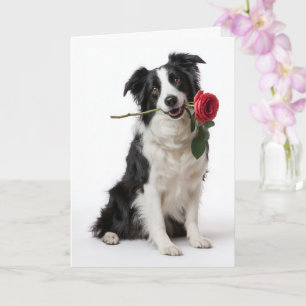 Border Collie Valentine – Ergebenes Herz Karte