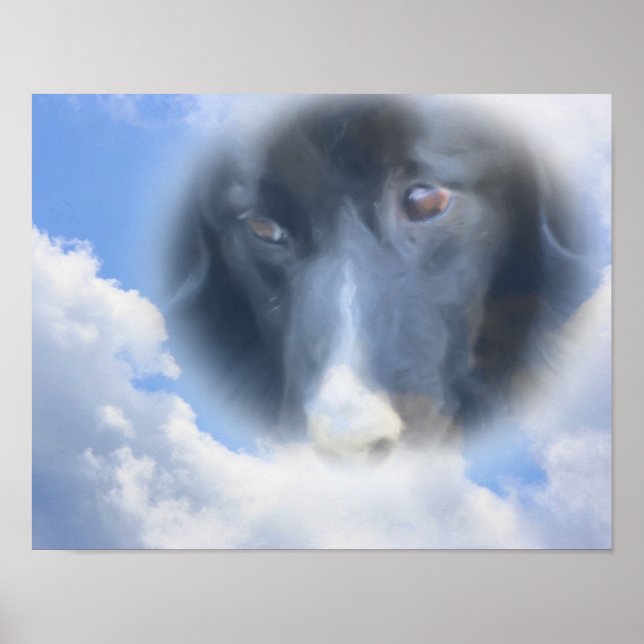 Border Collie Watching von oben Poster (Vorne)