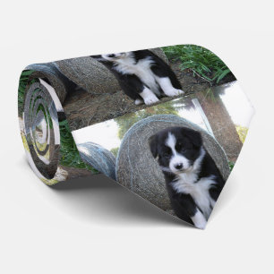 Border Collie Welpe Farm Life, Krawatte