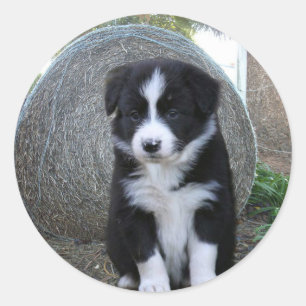 Border Collie Welpe Farm Life, Runder Aufkleber