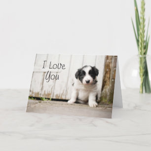 Border-Collie-Welpe Karte