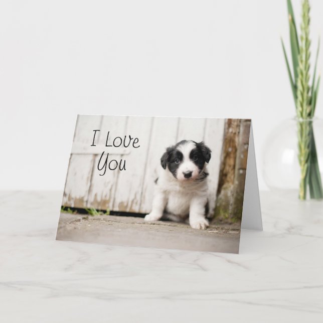Border-Collie-Welpe Karte (Vorderseite)