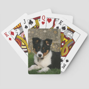 Border-Collie-Welpe mit Blatt im Mund Spielkarten