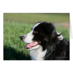 Border Collie Welpe schluchzen
