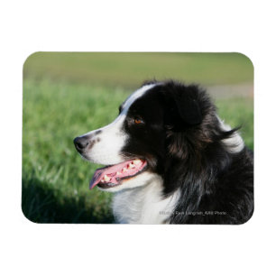 Border Collie Welpe schluchzen Magnet