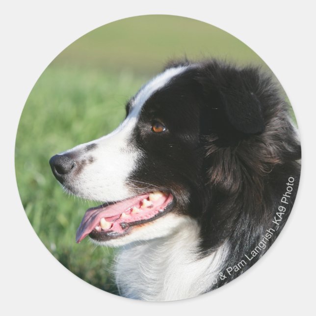 Border Collie Welpe schluchzen Runder Aufkleber (Vorderseite)