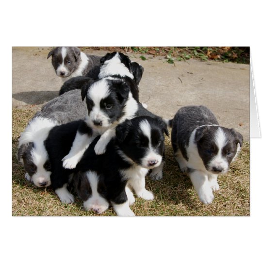 Border-Collie-Welpen-Anmerkungs-Karte Karte