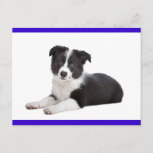 Border Collie Welpen-Hund Leer Grußpostkarte Postkarte