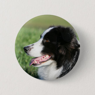 Border-Collie-Welpen-Niederlegung Button