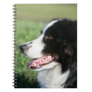 Border-Collie-Welpen-Niederlegung Notizblock