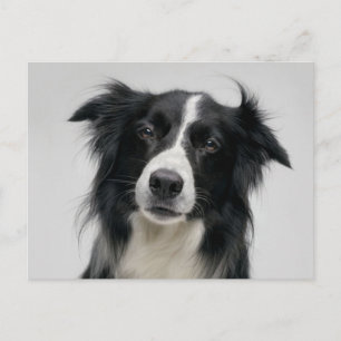 Border Collie Welpenhund - Hallo, ich denke an dic Postkarte