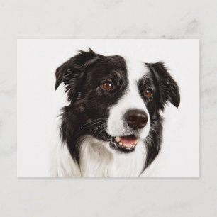 Border Collie Welpenhund - Hallo, Liebe, Vermisse Postkarte