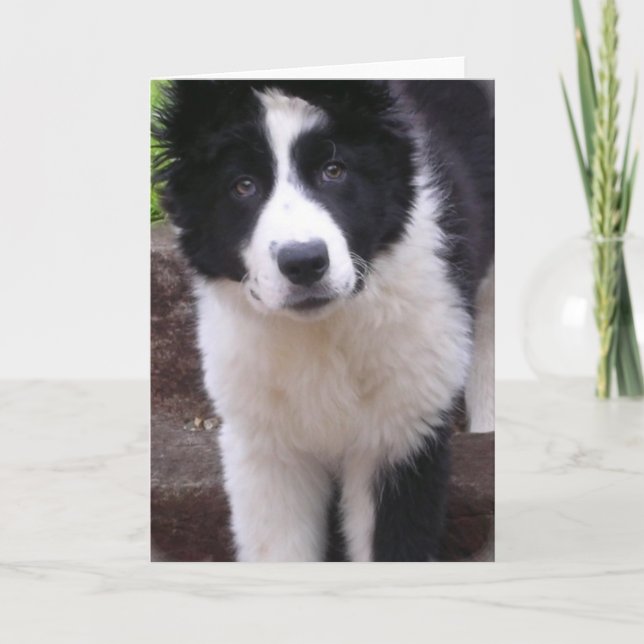 Border Collie Welppy Grußkarte Karte (Vorderseite)