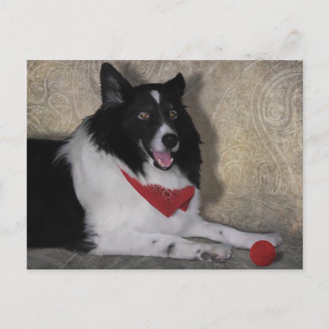 Border Collie "Wylie" Postkarte (Vorderseite)