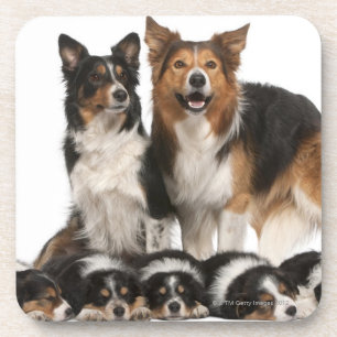 Border-Colliefamilie Untersetzer