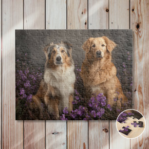 Border Collies