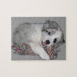 Border-Colliewelpen-Blau merle